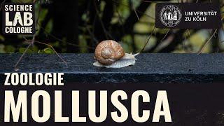 Zoologie - Mollusca (Präparate)