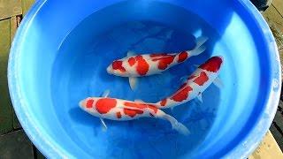 Modern Koi Blog #1303 - Varietäten im Detail erklärt: Kohaku