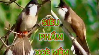 SIÊU PHẨM XOÈ MỀM ,GẤU , ĐẤU GĂM DÍ MẶT / CHIẾN BINH GỘT GIÀN