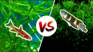 Chili Rasbora vs Clown Killifish — Which is Better?