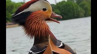 Mandarin duck sound