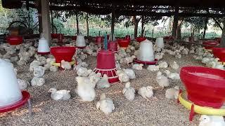 How to start Poultry farming business | Ray poultry training centre |