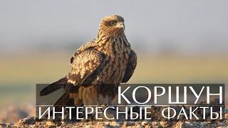 Коршун - интересные факты