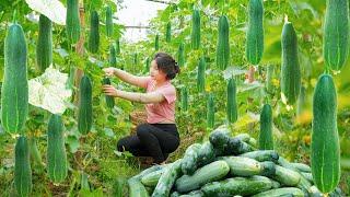 Use Horses To Harvest Many Cucumbers To Bring Back To The Market To Sell... Đặng Tiểu Huyền