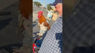 ￼ Rooster Said WHAT?!  #talkinganimals #funnyshortsvideo #bikepackinglife#@46sanders