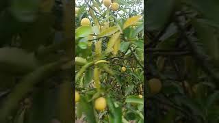 Lemon farming/ Nimbu kheti #nature #farming #agriculture #punjabi