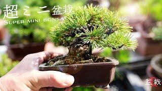 Production of super mini bonsai! I was taught how to make Yajimaen [Bonsai Q]