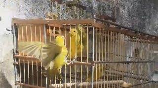 Esquente seu canário da terra em 10 minutos!