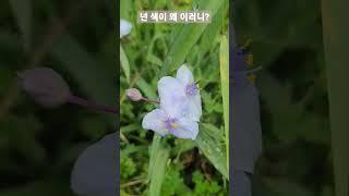 변종인가? 자주달개비가 아주 연한 보라색이 되었네?? 아시는분???