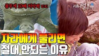 시청자 요청 자라에게 물려 손가락 절단 위기였던 소년이 살 수 있었던 이유? 응급 대처법 l KBS 위기탈출 넘버원 080721 방송