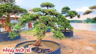 Tùng Nhật Giáng Bay Siêu Đẹp - Bonsai sài gòn