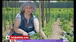 Зелена ділянка - Видалення пасинків на помідорах