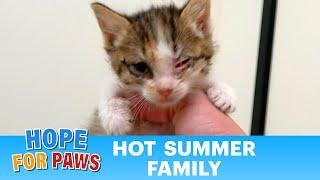 Frightened kittens were happy to be rescued by Hope For Paws - life is good now!  #kittenrescue