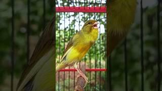 Melodic Canary Song