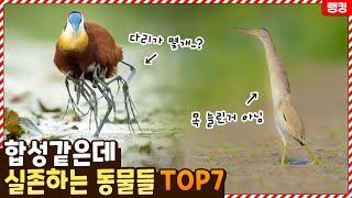 아무리 봐도 합성같은데 실제로 그렇게 생긴 동물들 TOP7