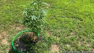 Outdoor Cannabis Grow Season 2024 - Update 2 - Out at Phillie Farms Watering (Northern Virginia)