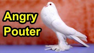 Unique Pouter Pigeon Collection | World's Most Beautiful Jacobin Pigeon | Amazing Fancy pigeon farm