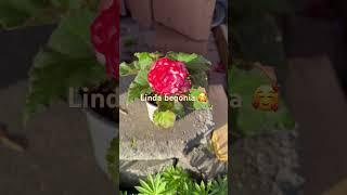 Sígueme en mi canal Sully Suculentas y Más si te gustan las plantas .