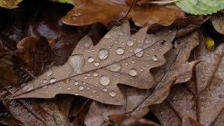 Early morning drizzle - light rain (binaural) Relaxing ambient sounds