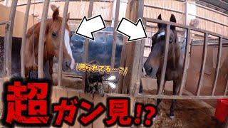 1匹の猫の様子が気になる馬たちがこうなっちゃいました…。〜馬の日常〜【ツルマルボーイ様のシモベ】