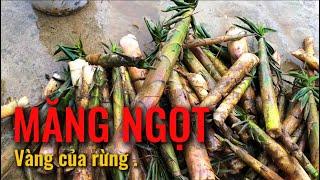 Măng Ngọt Hành Trình Hái Măng Của Tôi.hành trình kiếm 1k subscribe.