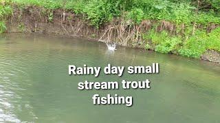 Rainy day small stream trout fishing