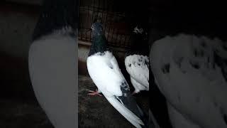 ch sakhi taddy|| #sheikhpegioncornor #birds #viral #shorts #pigeon #ytshorts #shortsvideo