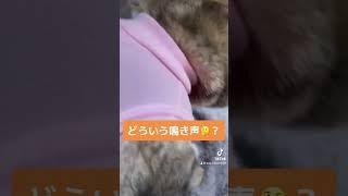 【愛猫】変な声で鳴く猫【手術後】 #猫 #スコティッシュフォールド #去勢手術 #猫好きさんと繋がりたい