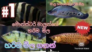 Monster fish price in sri lanka|monster fish|fish keeping