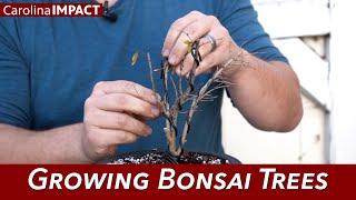 Growing Bonsai Trees | Carolina Impact