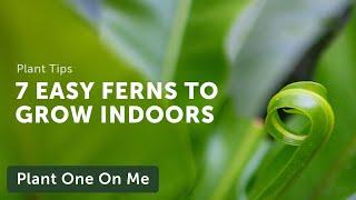 7 EASY FERNS to Grow Indoors — Ep. 190