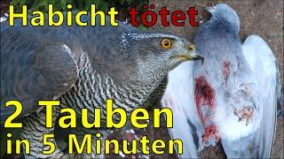 Habicht vs Tauben |Der Killervogel schlägt zu und tötet 2 Tauben!