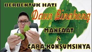 MANFAAT DAUN BINAHONG UNTUK KESEHATAN DAN CARA PENGOLAHANNYA