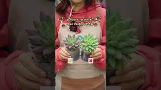 This is how you choose the best succulent to buy  // Joy Garden Succulent