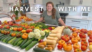 HUGE Garden Harvest!