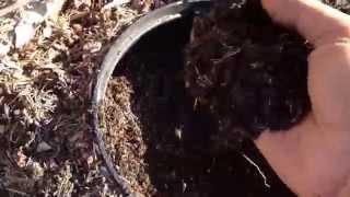 #4-earthworm casting in valve cover worm bin box