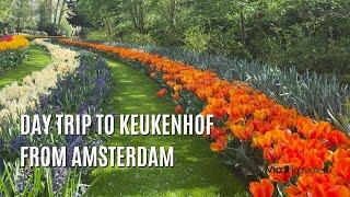 A Day Trip to Keukenhof from Amsterdam - Travel Guide [4K]