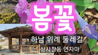 봄꽃  하남 위례둘레길