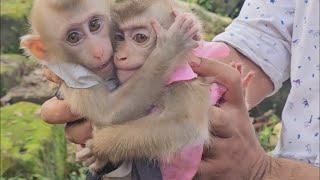 Breaking News! not only One was two new abandoned monkeys just found in wild at the evening!