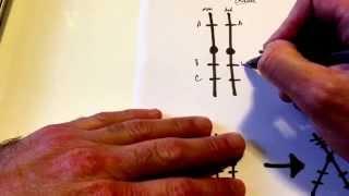 Homologous chromosomes