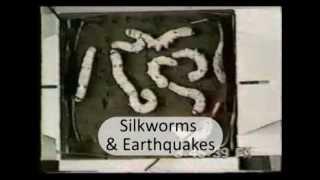 Silkworms react before earthquakes