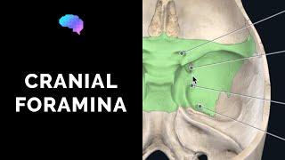 Foramen of the Skull & Cranial Nerves (3D Anatomy Tutorial) | UKMLA | CPSA | PLAB 2