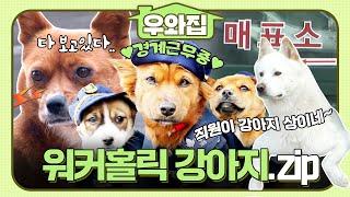 [#우와집] 저 직원 되게 강아지 상이다~ 존재만으로도 손님들 행복하게 해주는 워커홀릭 강이지 모음집! #TV동물농장 #워커홀릭강아지모음 #우와한비디오 #우와비