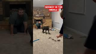 #koba #canecorso #playtime #funny #funnyvideo #funnyvideos #funnyshorts #puppy #shorts #short #dog
