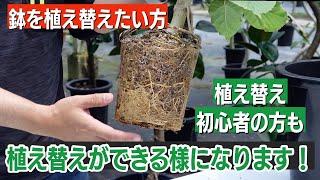 初心者でもできるゴムの木（ウンベラータ）の植え替えの方法【観葉植物】