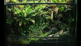 Poison Dart Frog 180 gallon Vivarium update