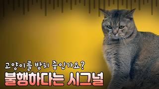 고양이가 불행할때 보이는 행동 8가지
