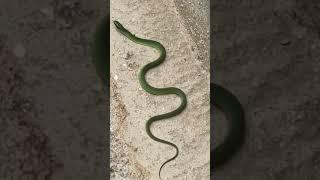 Snake video