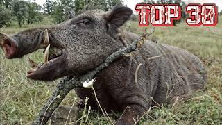 30 Shots in 3 Minutes | Wild Boar Hunting Story | Ep 17