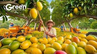 How MILLIONS Of Mangoes Harvested & Processed  | Agriculture Technology